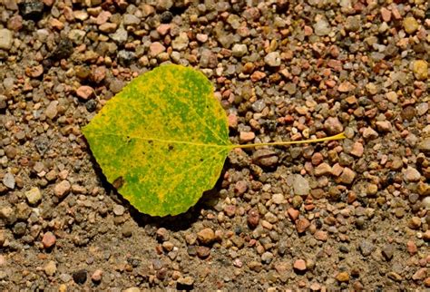 Photos: Fall Colors in Boulder County – Boulder Daily Camera