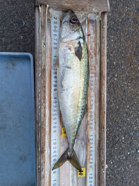 大サバきたー かときちの尼崎釣り公園andムコイチ日記