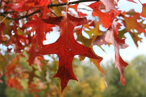 Quercus Palustris