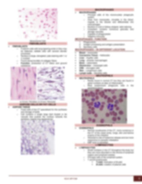 Solution Histology Connective Tissue Studypool