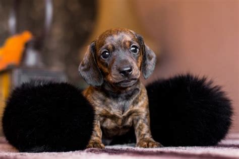 Brindle Dachshund: Everything About The Breed And Its Colors