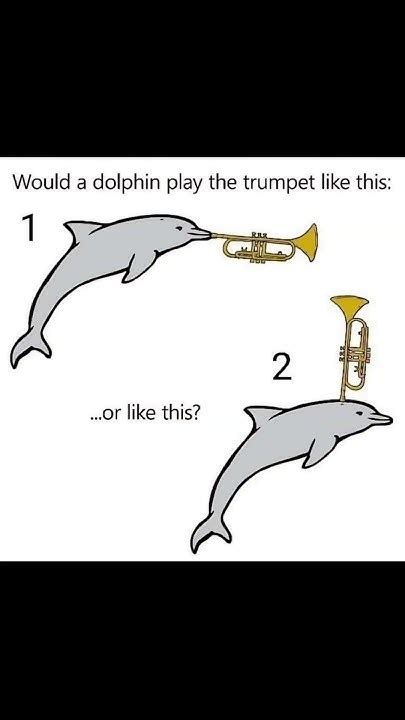 Dolphin Playing Trumpet How Funny Memes Viral Funnymemes