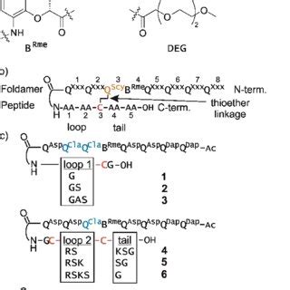 foldamer building blocks  generic cyclic foldamer peptide hybrid