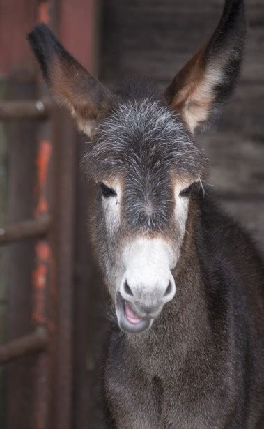 Donkey Funny Face Free Stock Photo - Public Domain Pictures