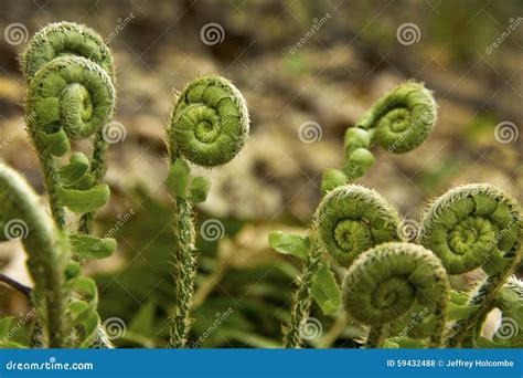 Fern Fiddleheads Springtime Valley Falls Park Vernon Connect Stock