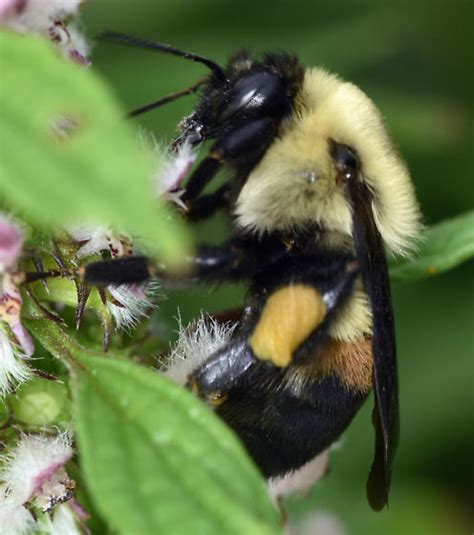 Brown Belted Bumblebee Bombus Griseocollis Bugguidenet