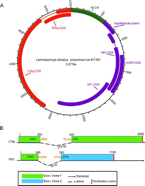 Genome Organization Of Lemniscomys Striatus Polyomavirus Ky187 A The