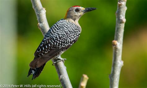 Woodpecker Hoffmann S Melanerpes Hoffmannii Male Costa Rica World