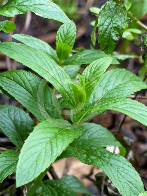 Mentha Spicata Spearmint Pea Mint Lamb Mint Information And Photos