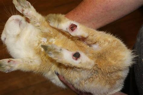 Pododermatitis En Conejos Una De Las Enfermedades Más Comunes