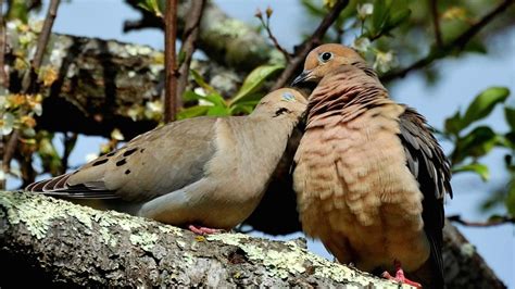 baby mourning dove care - Selfless Profile Fonction