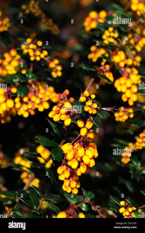 berberis darwinii orange berry berries evergreens shrubs flowers petals plant portraits barberry ...