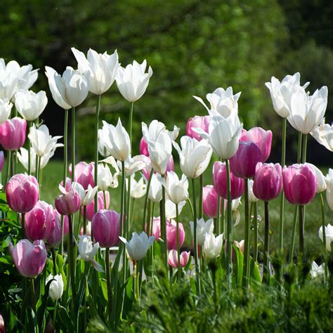 White Tulip Flower Wallpaper