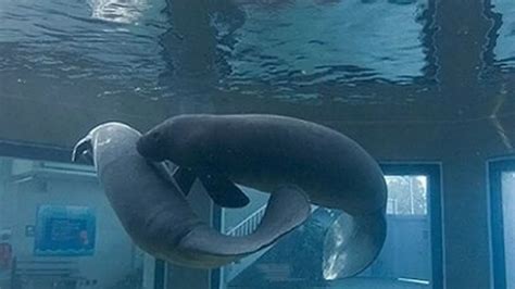 Sex Crazed Manatee Dead After High Intensity Activities With His