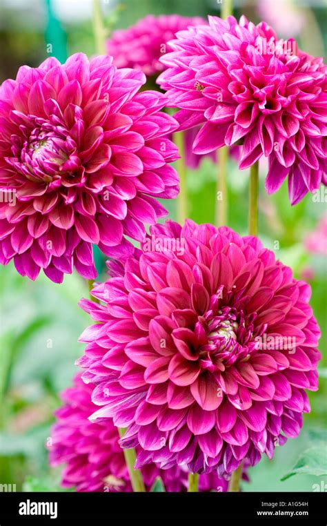 Deep red flowers hi-res stock photography and images - Alamy