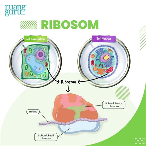 Nana Biologi Organel Sel Hewan Dan Tumbuhan