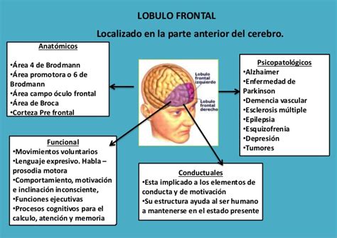 Mapas Mentales Sobre El Cerebro Y Sus Funciones Cuadro Comparativo Images