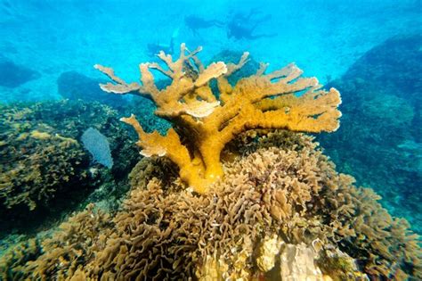 Premium Photo | Coral reefs underwater in sea