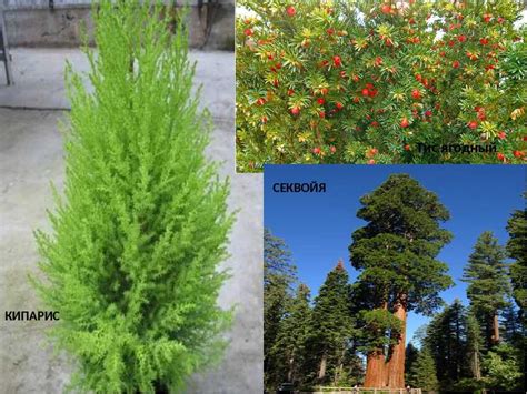 Туя и кипарис: отличия и в чем между ними разница, сравнение деревьев