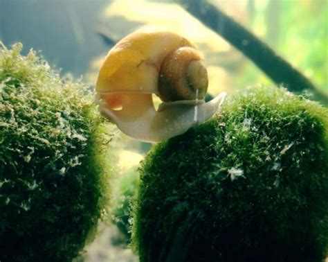 Mystery Snail Breeding Step-by-Step Guide - The Aquarium Keeper