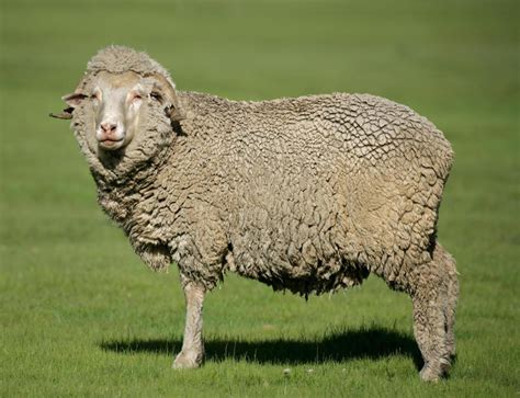What Is Sheep Wool Good For at Linda Fujiwara blog