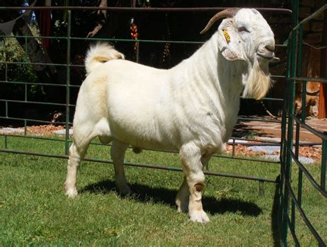 Savanna Goat Breed - Everything You Need to Know