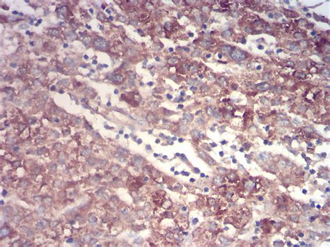 Ttr Antibody Purified Mouse Monoclonal Antibody Wb Ihc Fc Icc E