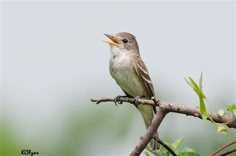 Willow Flycatcher The Little Green Bird — Southern Wisconsin Bird