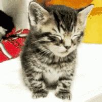 Sleepy Kitten GIF - Sleepy Kitten - Discover & Share GIFs