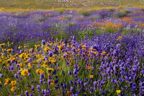 The local community is buzzing about the hudson gardens blooms 17