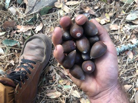 How to Eat Acorns - Easy Step-by-Step Photo Tutorial from Forest to Table — Good Life Revival