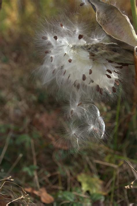 Milk Weed - Corel Discovery Center