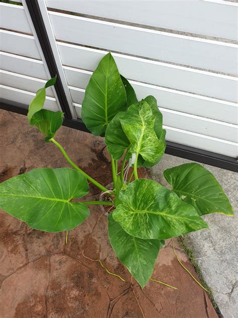 Huge Philodendron Giganteum Blizzard Variegated Furniture Home