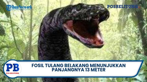 Hidup Setelah Zaman Dinosaurus Titanoboa Ular Terbesar Di Dunia YouTube