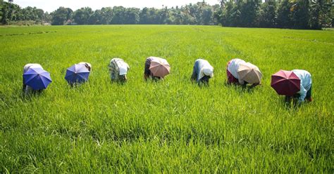 This Water Saving Method Has Increased Rice Yield Of Tn Farmers