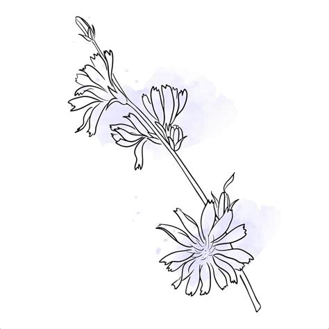 Vector Illustration of Chicory Flower. 10889709 Vector Art at Vecteezy