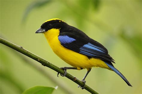 Ecuador Wildlife Photo Tour - Don Mammoser Photo Tours