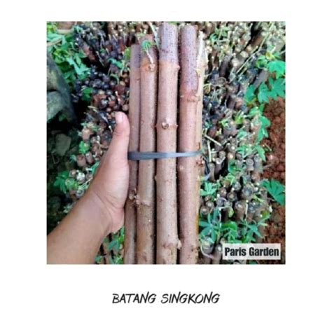 Jual Batang Singkong Stek Batang Singkong Coklat Isi Bibit Batang