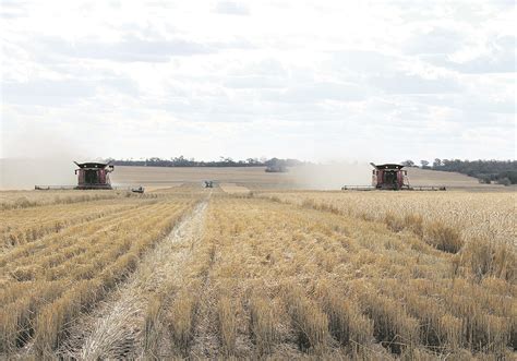 Australia Set For Record Wheat Crop As Harvest Wraps Up Traders The