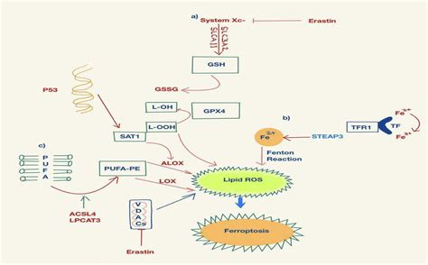 Ferroptosis Molecular Mechanisms And Newer Insights Into Some Diseases