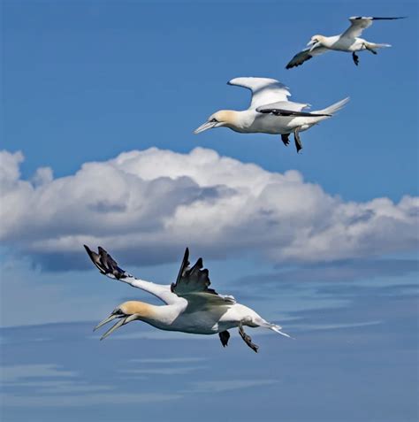 Northern Gannet By Martyn Jones Birdguides