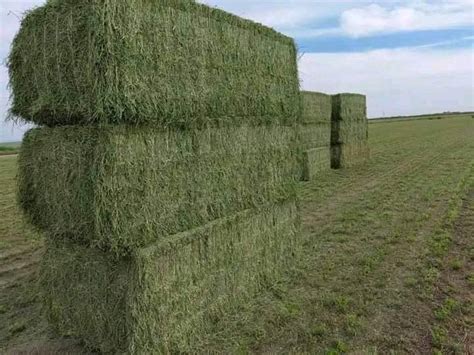 Alfalfa Hay For Sale Reesk77