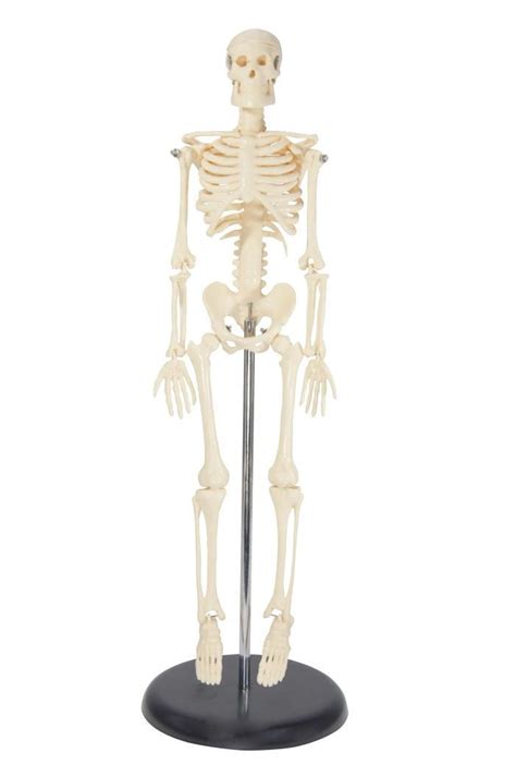 Tabletop Skeleton Dapper Cadaver Props