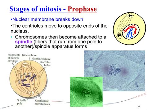 Mitosis details | PPTX