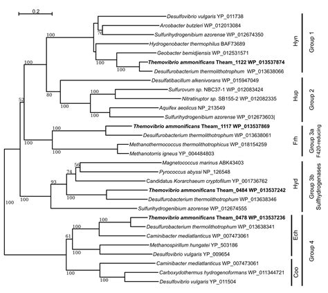 Insight Into The Evolution Of Microbial Metabolism From The Deep