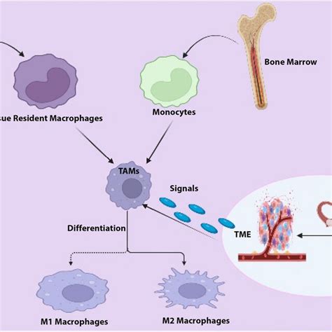 Tumor Associated Macrophages Tamsinteractions Tams Interact With Download Scientific Diagram