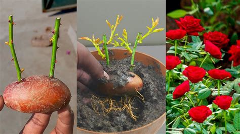 How To Grow Rose From Cuttings Using Potato Rose Propagation From