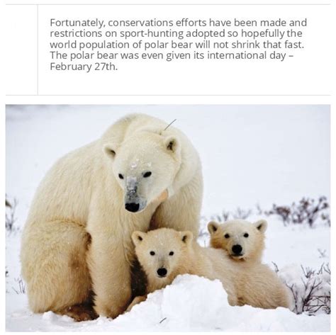 Facts You Probably Dont Know About Polar Bears 25 Pics