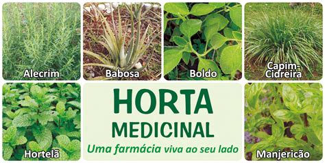 Guia de Plantas Medicinais e Aromáticas by Cecor CATI SP Issuu