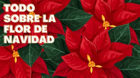 Significado Y Curiosidades De La Flor De Nochebuena Youtube